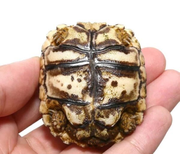 Buy South African Leopard Tortoise Online