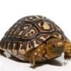 Buy South African Leopard Tortoise Online