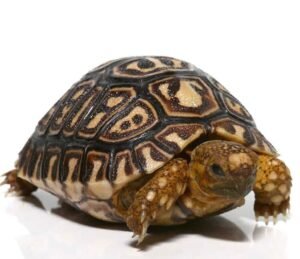 Buy South African Leopard Tortoise Online