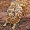 Baby Leopard TortoiseFor Sale