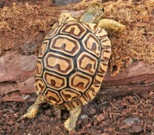 Baby Leopard TortoiseFor Sale