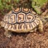 Baby Leopard TortoiseFor Sale