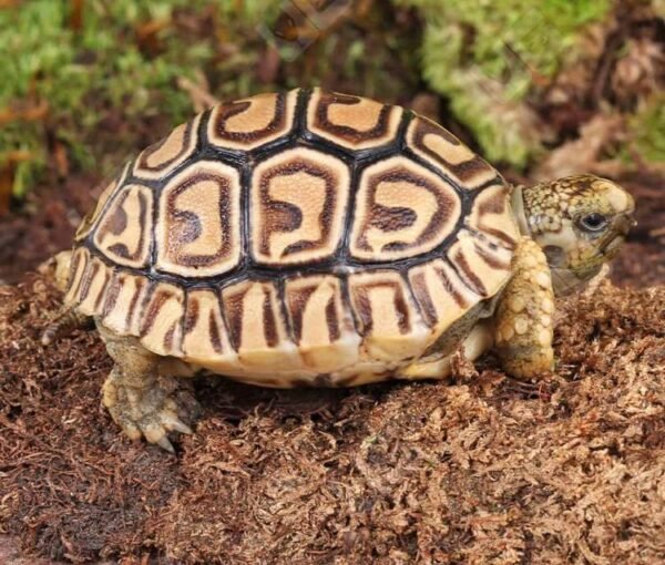 Baby Leopard TortoiseFor Sale
