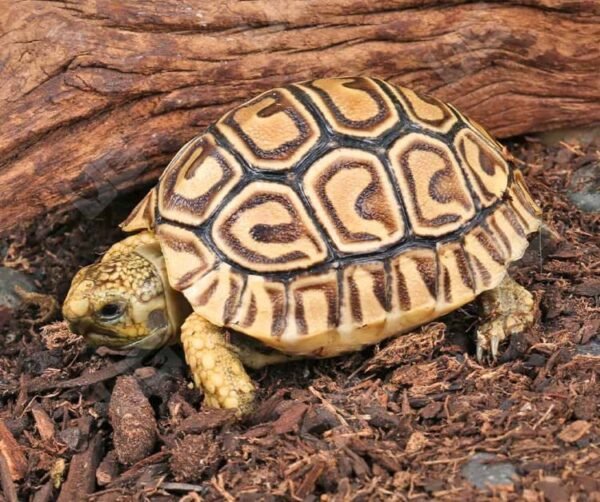 Baby Leopard TortoiseFor Sale