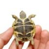 Baby Russian Tortoise For Sale