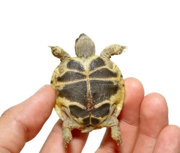 Baby Russian Tortoise For Sale