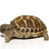 Baby Russian Tortoise For Sale