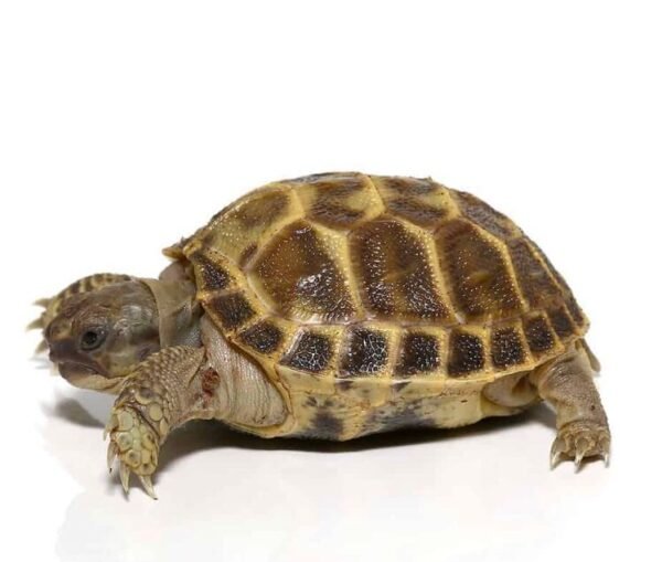 Baby Russian Tortoise For Sale