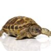 Baby Russian Tortoise For Sale