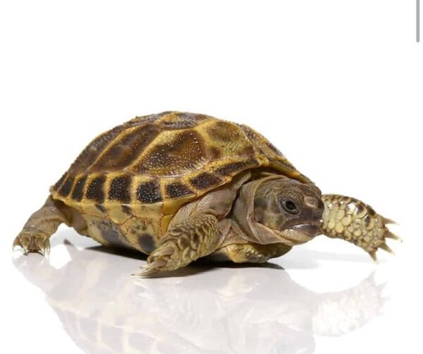 Baby Russian Tortoise For Sale