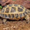 Order Russian Tortoise Online Now
