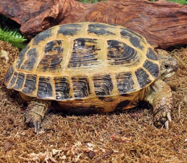 Order Russian Tortoise Online Now