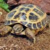Order Russian Tortoise Online Now