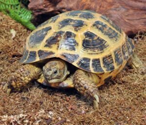 Order Russian Tortoise Online Now
