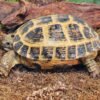 Order Russian Tortoise Online Now