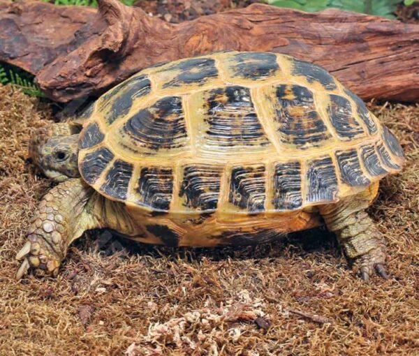 Order Russian Tortoise Online Now