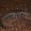 Buy Argentine Tegu Online