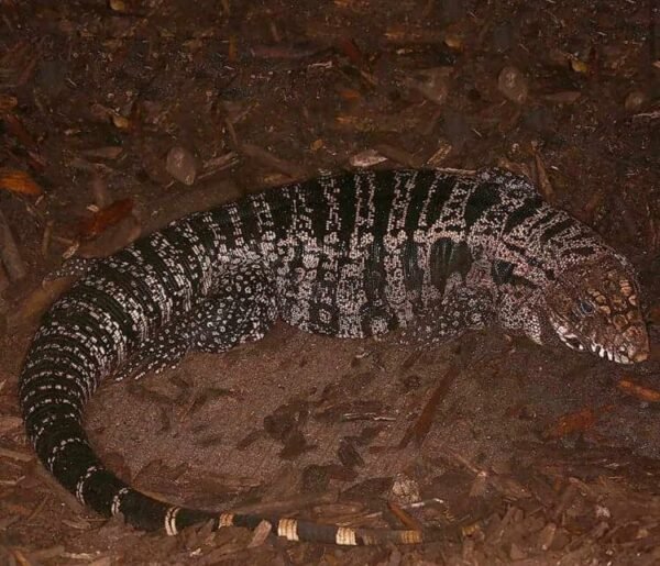 Buy Argentine Tegu Online