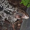 Buy Argentine Tegu Online