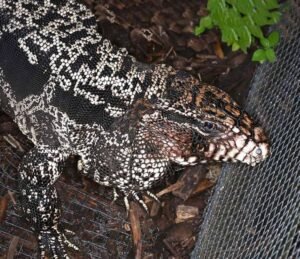 Buy Argentine Tegu Online