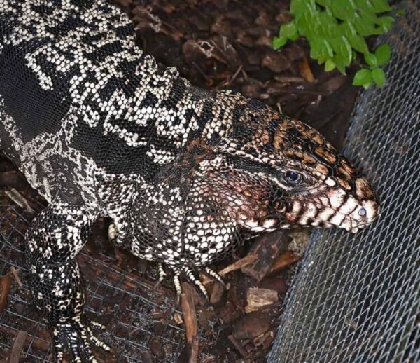 Buy Argentine Tegu Online