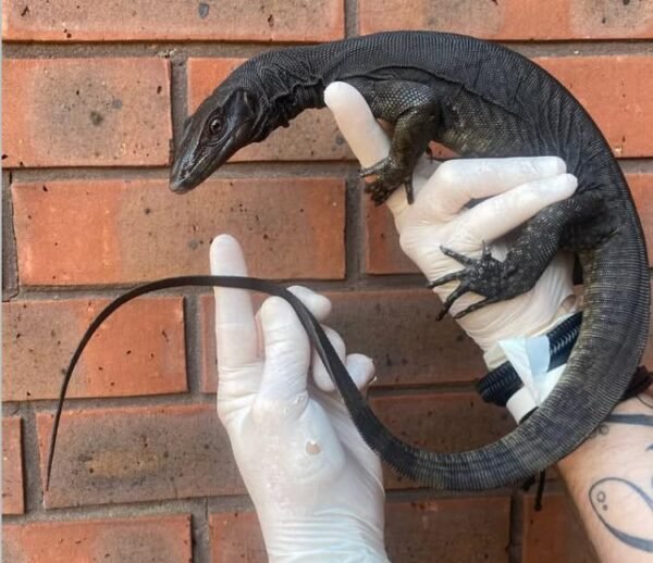 Black Dragon Water Monitor