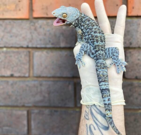 Blue Granite Tokay Gecko