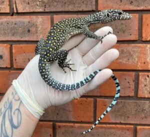 Buy Jayapura Blue-Tailed Monitor Online