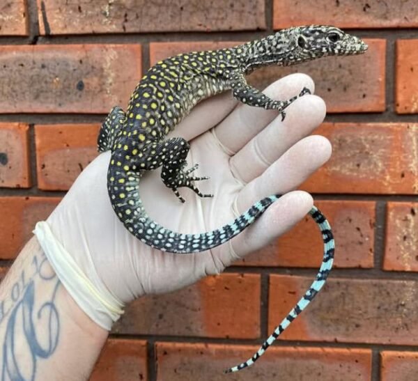 Buy Jayapura Blue-Tailed Monitor Online
