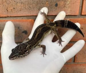 Order Leopard Geckos Online USA