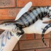 Buy Indonesian Blue Tongue Skink