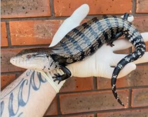 Buy Indonesian Blue Tongue Skink