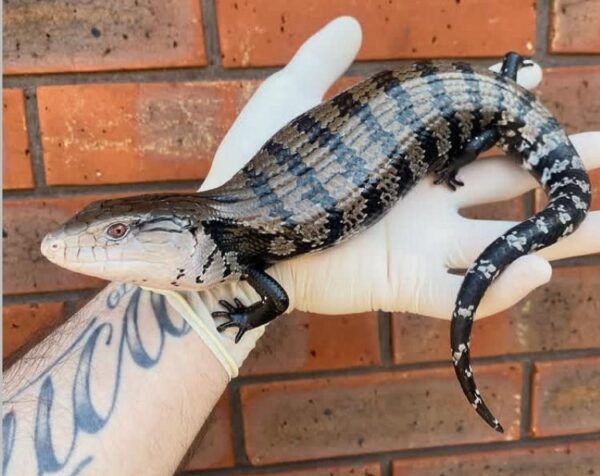 Buy Indonesian Blue Tongue Skink