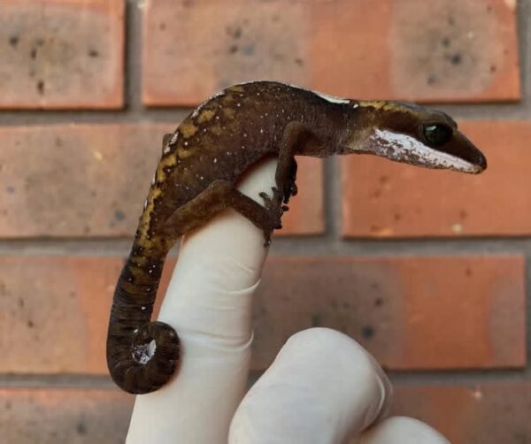 Malaysian Cat Gecko For Sale