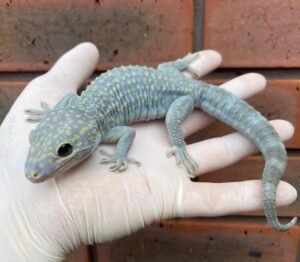 Diablo Tokay Gecko (Gekko gekko)