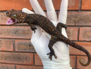  Where To Buy Tokay Gecko Online