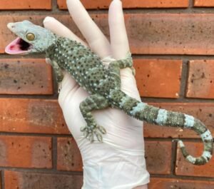 Blue-Headed Tokay Gecko For Sale