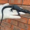 Black Dragon Water Monitor