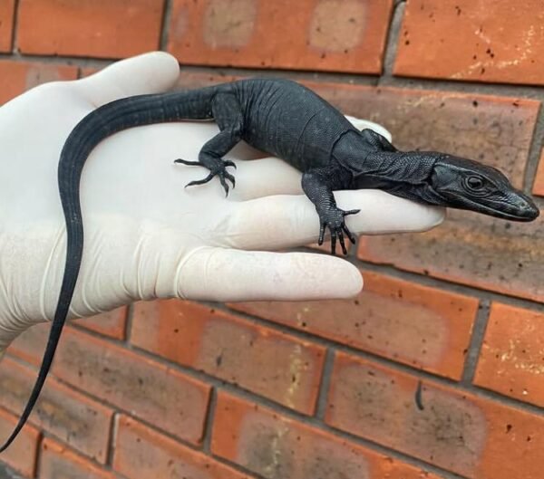Black Dragon Water Monitor