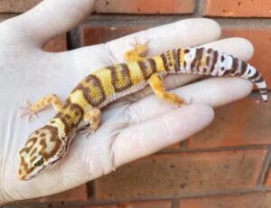 Tremper Albino Leopard Gecko For Sale