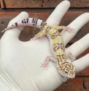 Leopard Gecko For Sale