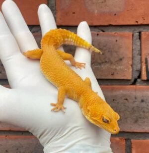 Leopard Gecko For Sale