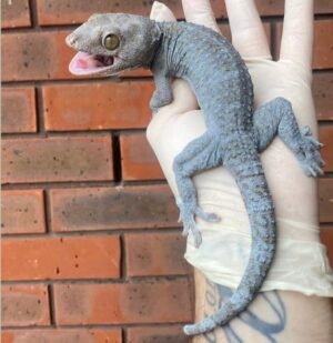 Order Tokay Gecko Online 2025