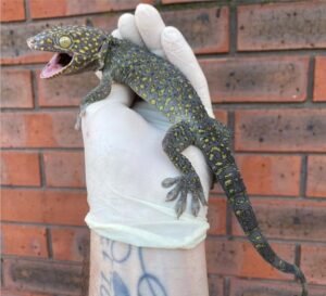 Buy Yellow Spot Tokay Gecko Online
