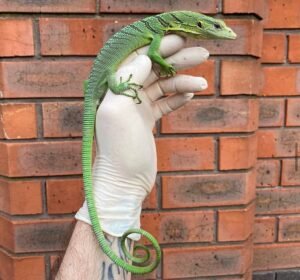 Buy Sorong Green Tree Monitor Online