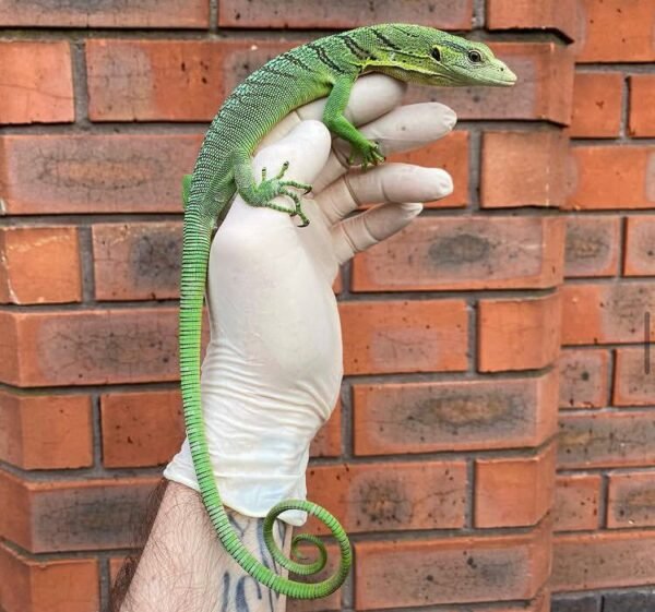 Buy Sorong Green Tree Monitor Online