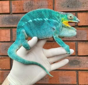 Buy Noseby Panther Chameleons USA Online