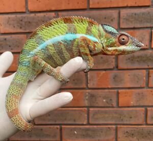 Buy Ambilobe Panther Chameleon Online