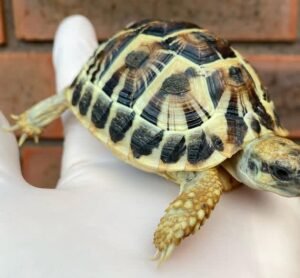 Hermann Tortoise For Sale