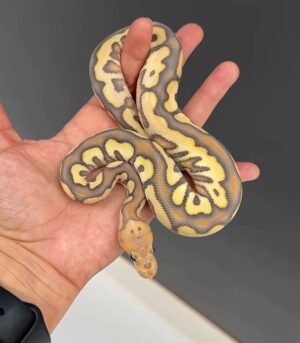 Banana Ball Pythons For Sale FL